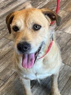 Frizzle Yrly 361/24, a Adoptable mixed breed in Sidney, OH image 2/6