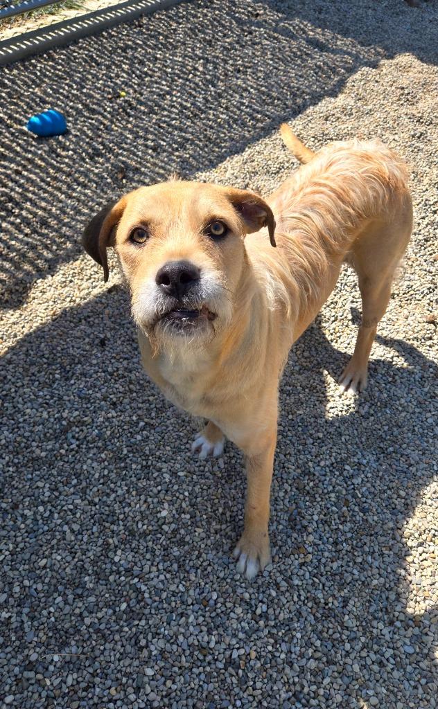 Frizzle Yrly 361/24, a Adoptable mixed breed in Sidney, OH image 3/6