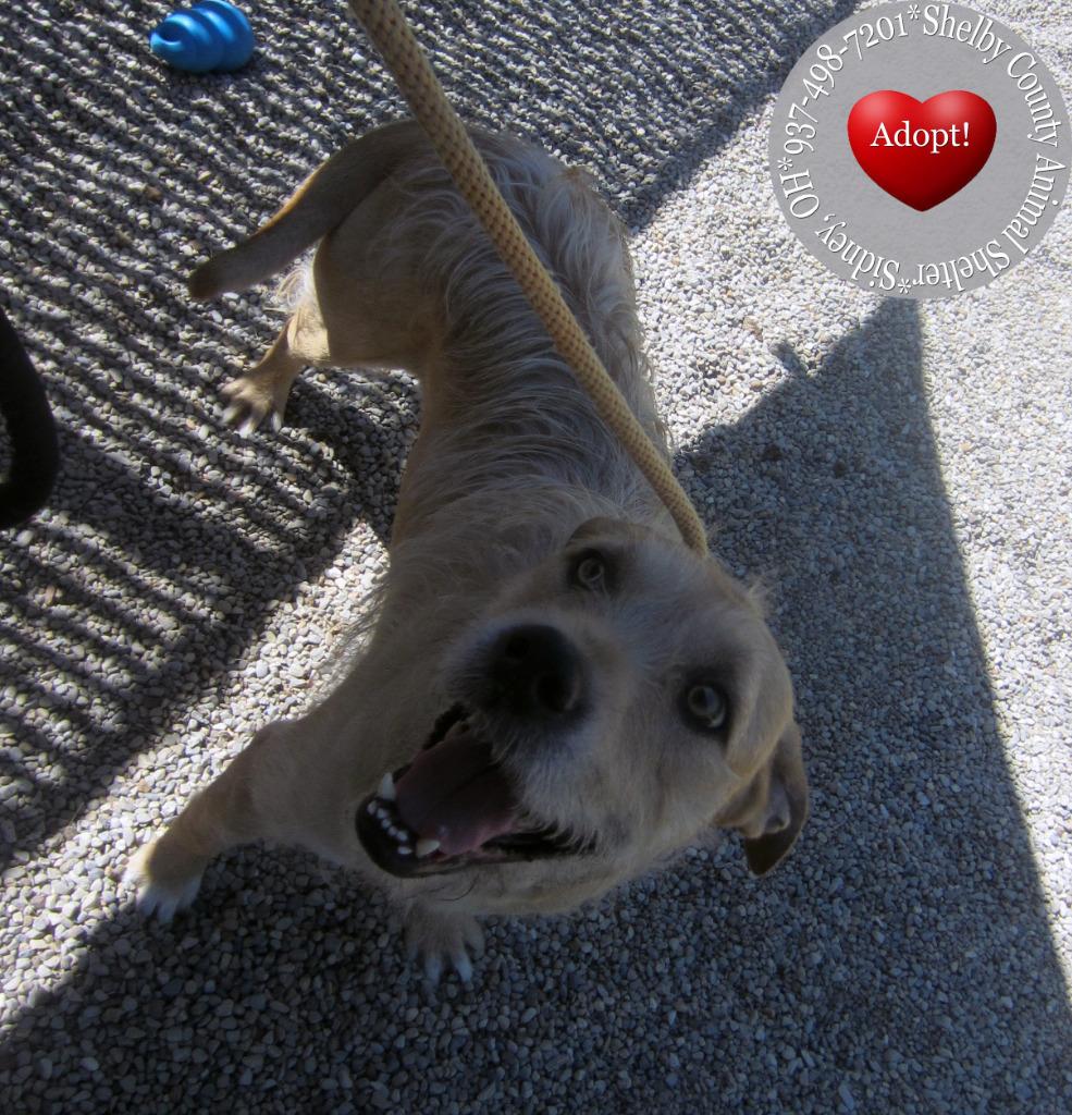 Frizzle Yrly 361/24, a Adoptable mixed breed in Sidney, OH image 4/6