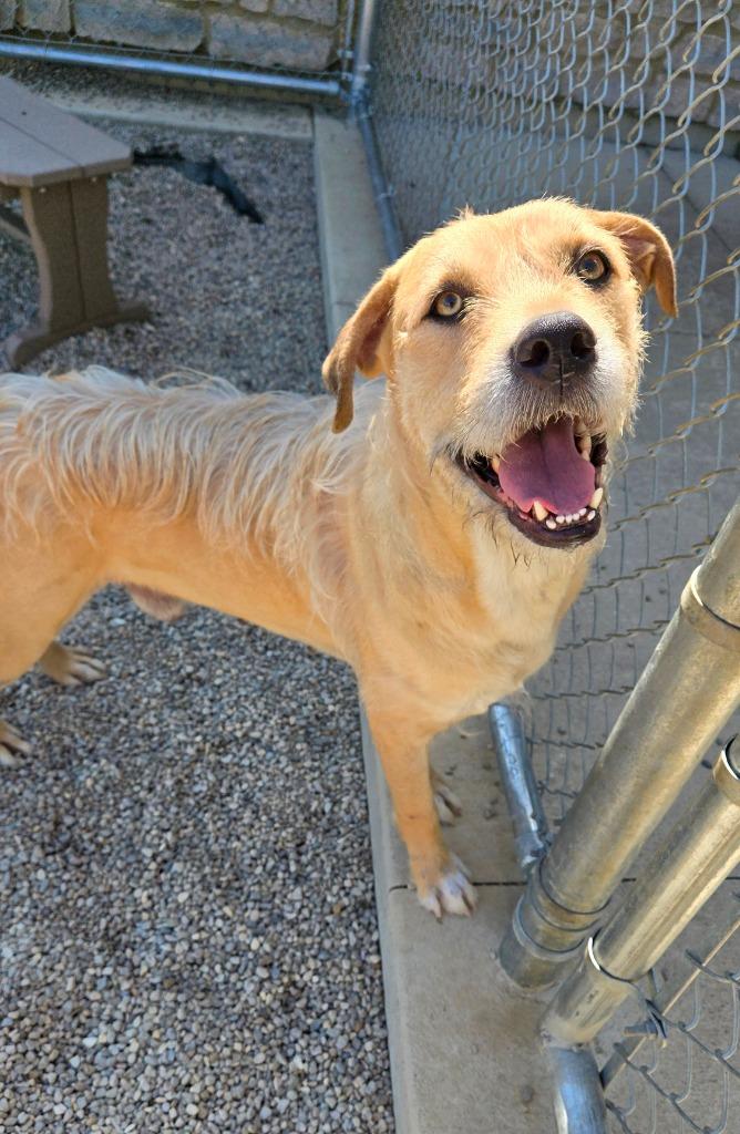 Enlarge Frizzle Yrly 361/24, a Adoptable mixed breed in Sidney, OH image 6/6