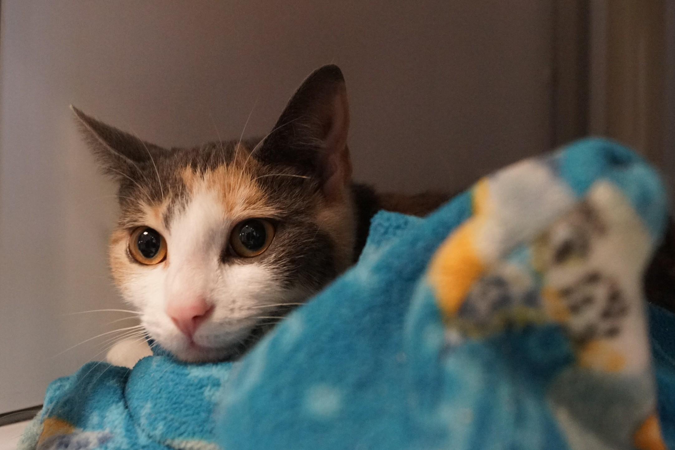 Pua, Adopted, Adult Female Dilute Calico.