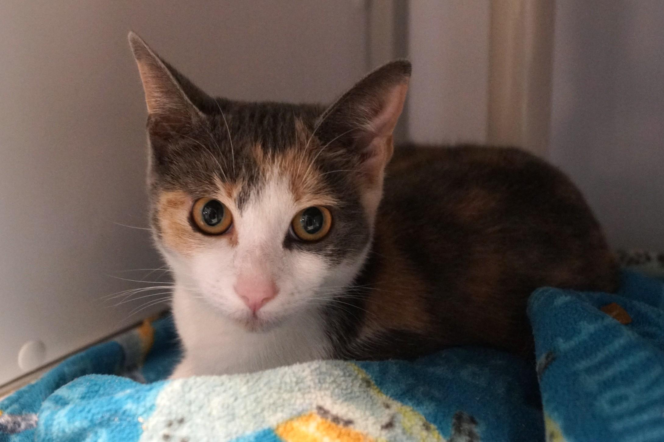 Enlarge Pua, a Adopted Dilute Calico in New Milford, CT image 4/6