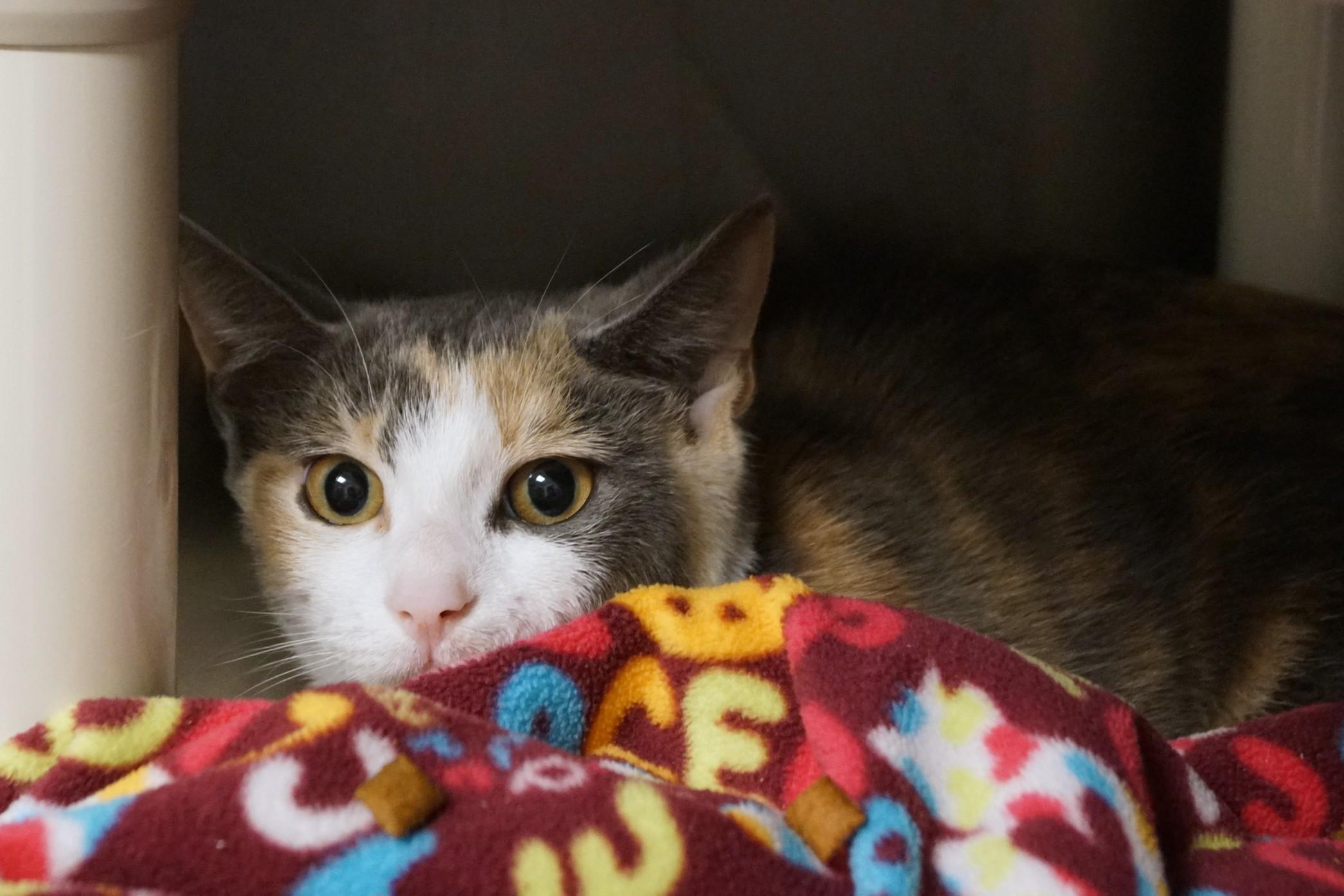 Enlarge Pua, a Adopted Dilute Calico in New Milford, CT image 6/6