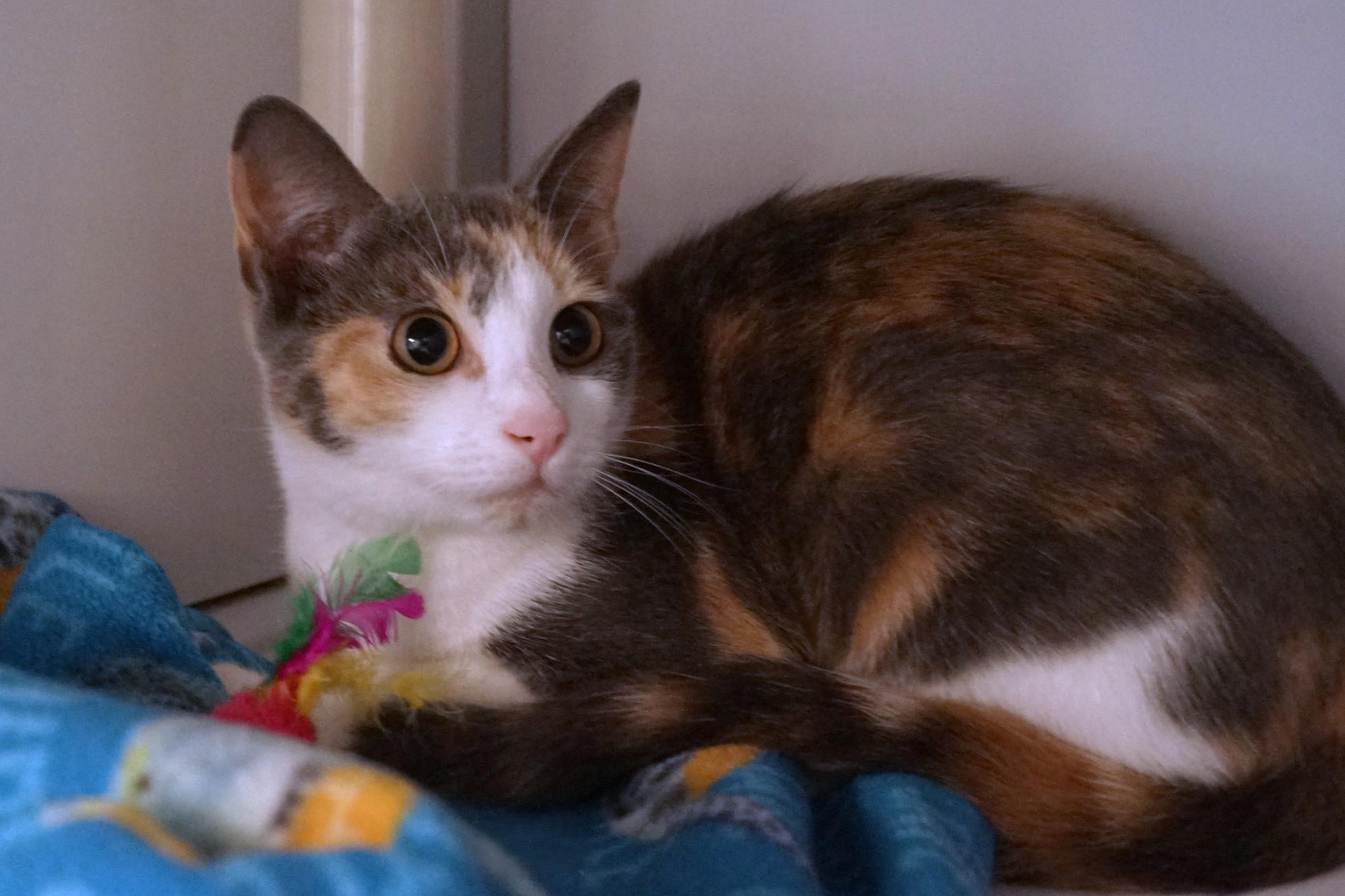 Enlarge Pua, a Adopted Dilute Calico in New Milford, CT image 5/6