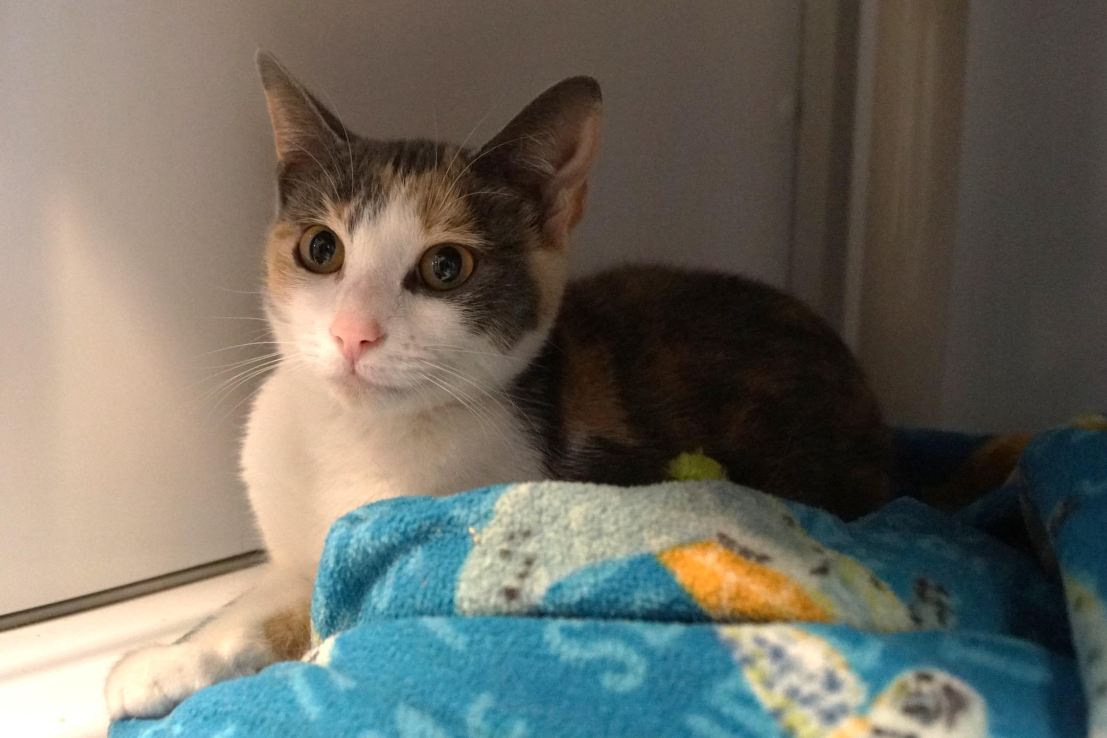 Enlarge Pua, a Adopted Dilute Calico in New Milford, CT image 3/6
