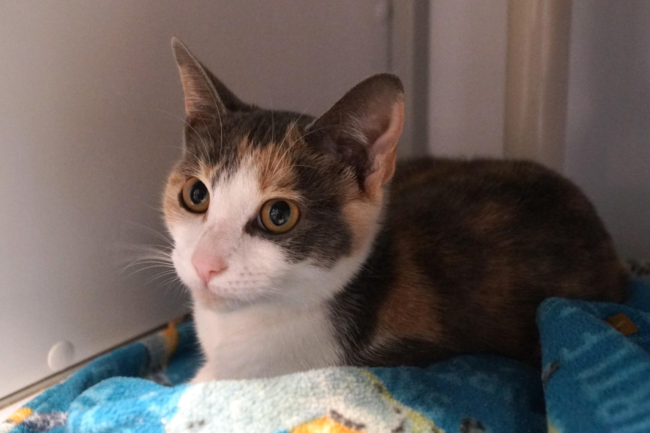 Enlarge Pua, a Adopted Dilute Calico in New Milford, CT image 2/6