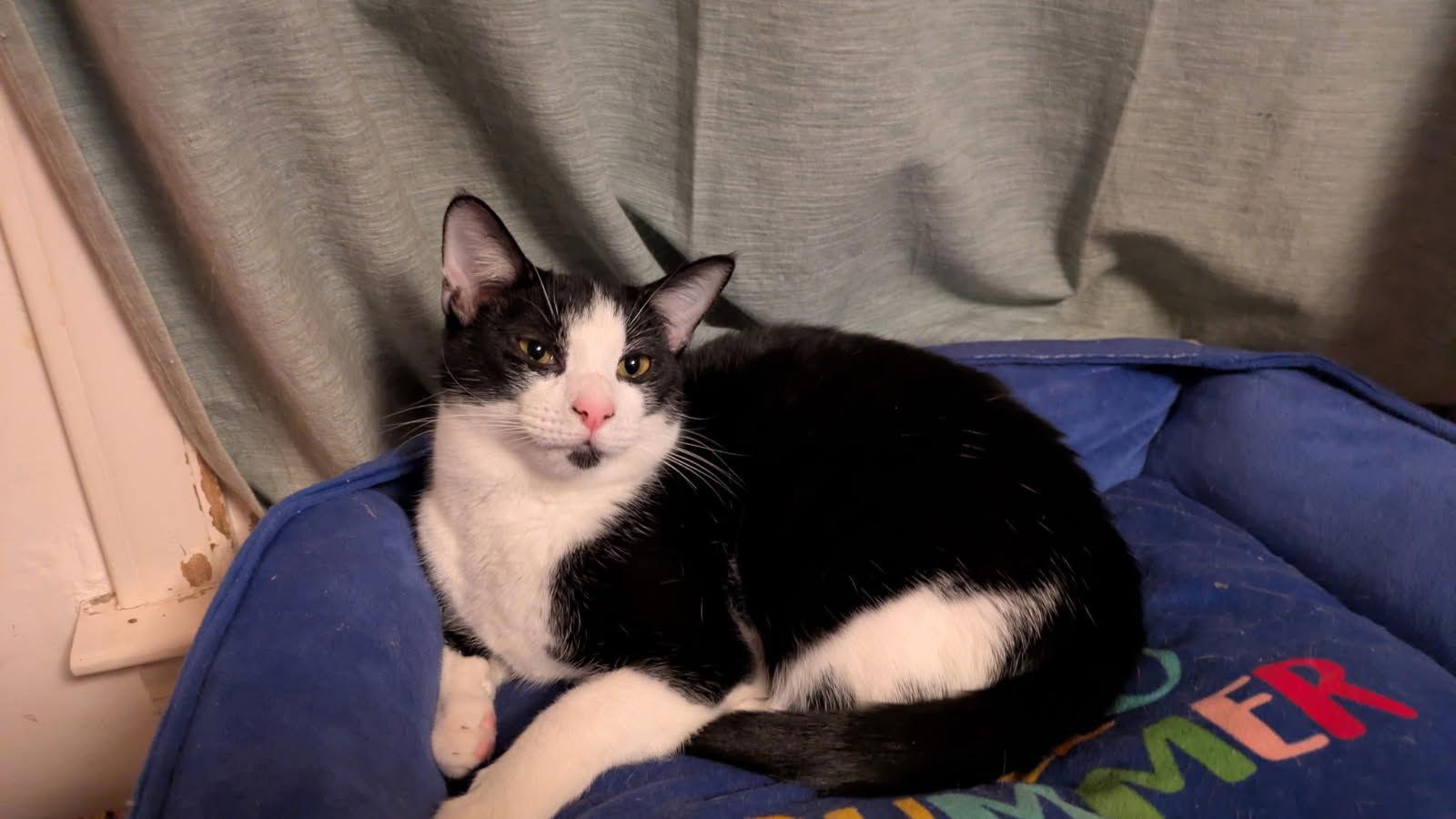 Enlarge Corina, a Adoptable Domestic Short Hair in Maggie Valley, NC image 1/1