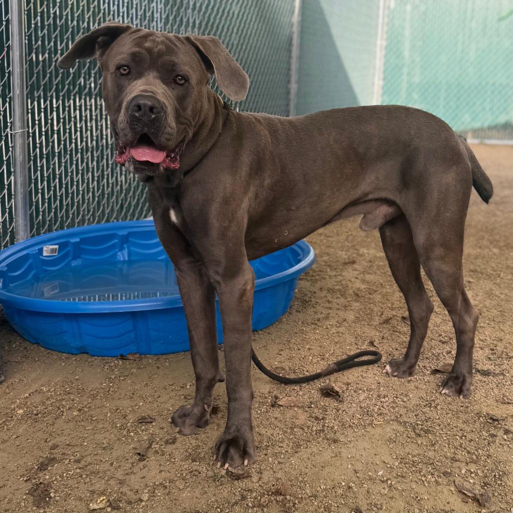 Enlarge Zeus, a Adoptable Cane Corso in Conshohocken, PA image 1/6