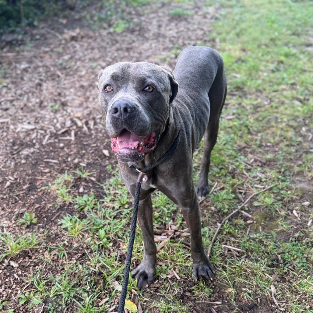 Enlarge Zeus, a Adoptable Cane Corso in Conshohocken, PA image 2/6