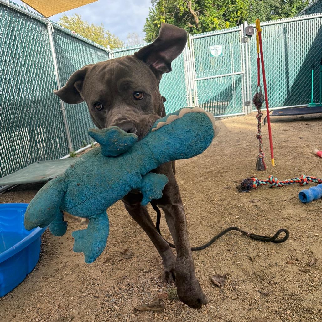 Enlarge Zeus, a Adoptable Cane Corso in Conshohocken, PA image 3/6
