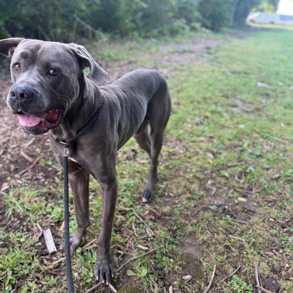 Enlarge Zeus, a Adoptable Cane Corso in Conshohocken, PA image 4/6