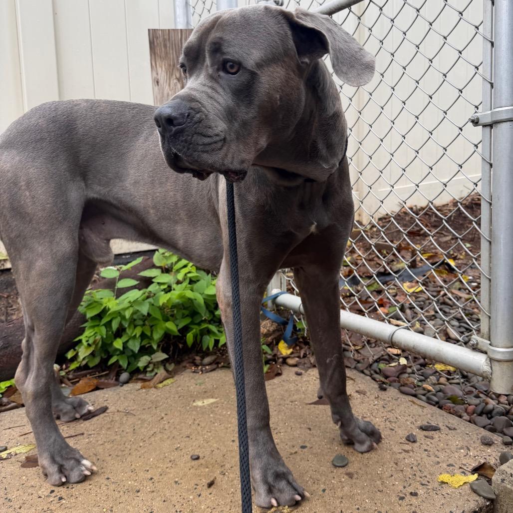 Enlarge Zeus, a Adoptable Cane Corso in Conshohocken, PA image 5/6