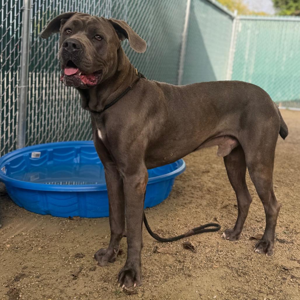 Enlarge Zeus, a Adoptable Cane Corso in Conshohocken, PA image 6/6