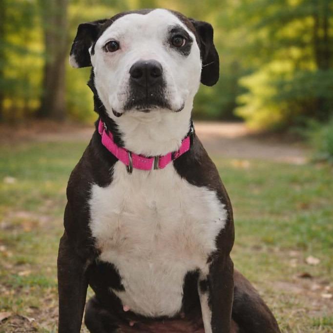 Liv, Adoptable, Adult Female Pit Bull Terrier.