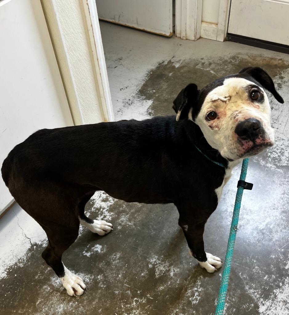 Enlarge Liv, a Adoptable mixed breed in Sunrise Beach, MO image 2/3