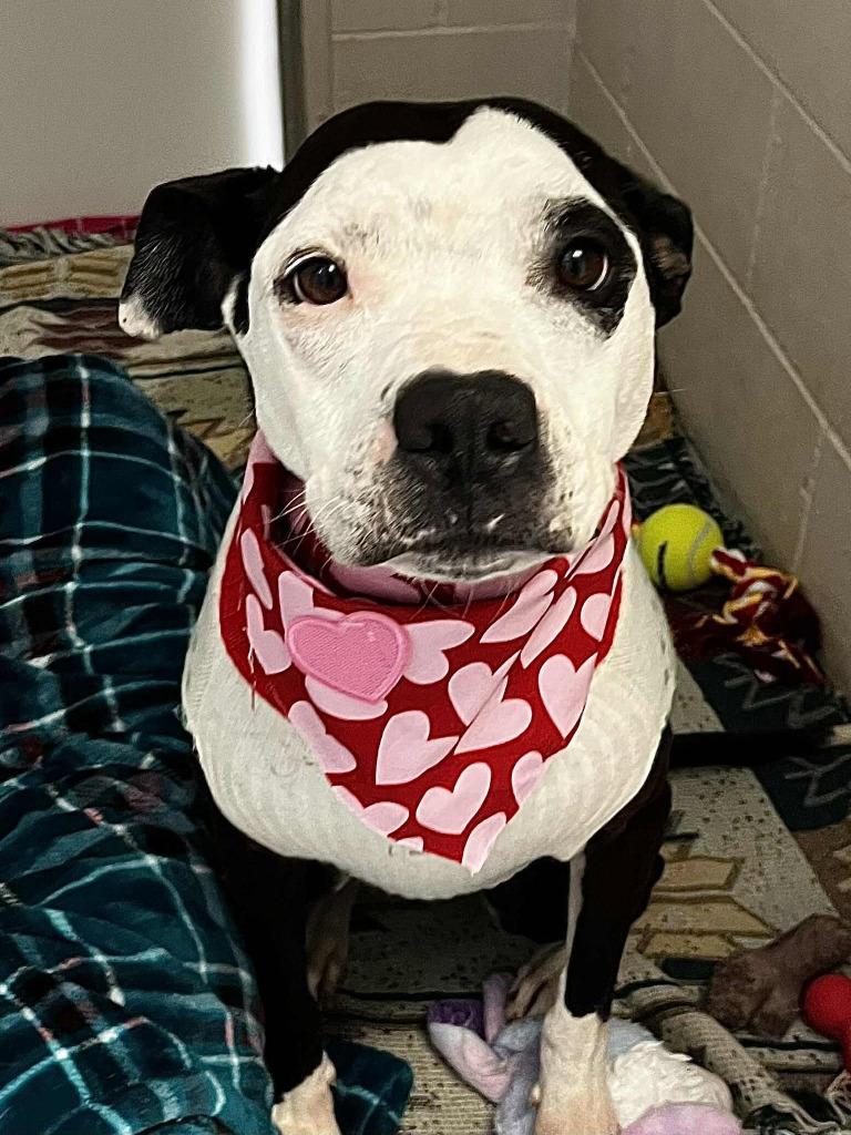 Enlarge Liv, a Adoptable mixed breed in Sunrise Beach, MO image 3/3