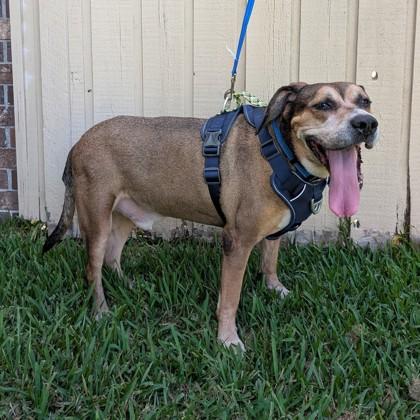 Bray, Adoptable, Senior Male Hound & Mixed Breed.