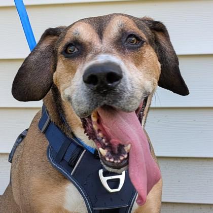 Enlarge Bray, a Adoptable mixed breed in Savannah, GA image 2/3