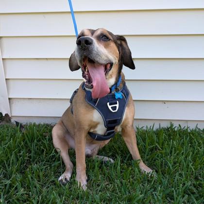 Enlarge Bray, a Adoptable mixed breed in Savannah, GA image 3/3