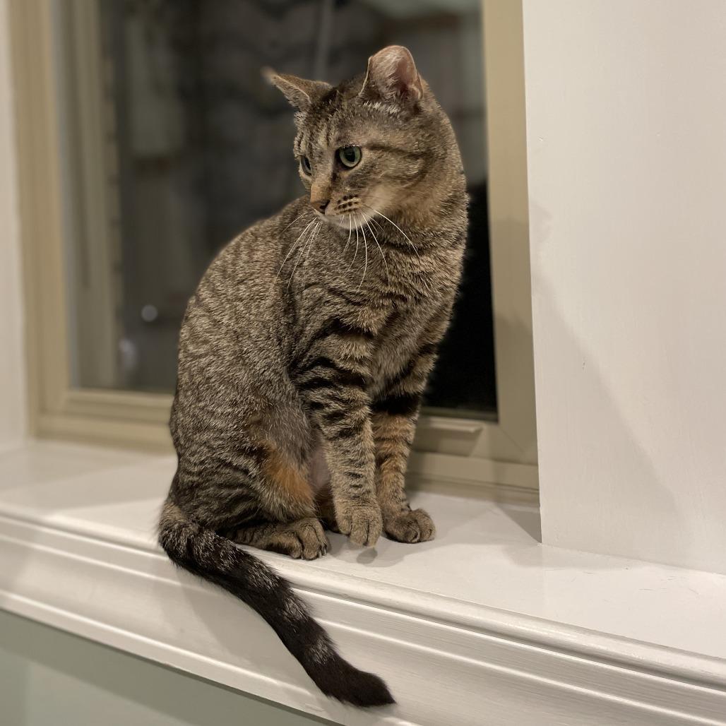 Enlarge Katrina, a Adoptable Domestic Short Hair in Skokie, IL image 1/6