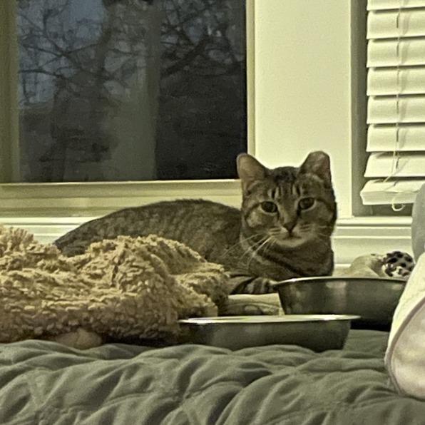 Enlarge Katrina, a Adoptable Domestic Short Hair in Skokie, IL image 2/6