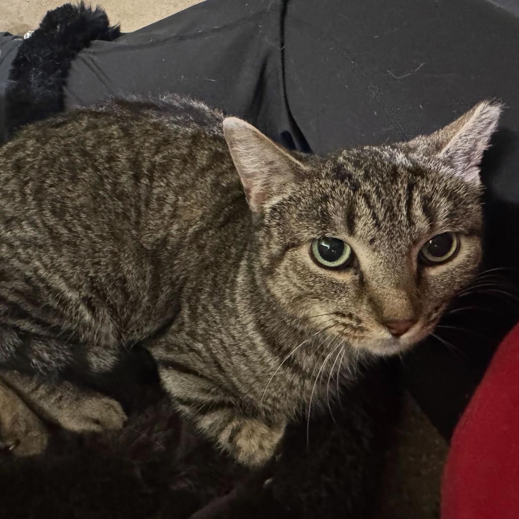 Katrina, a Adoptable Domestic Short Hair in Skokie, IL image 1/3