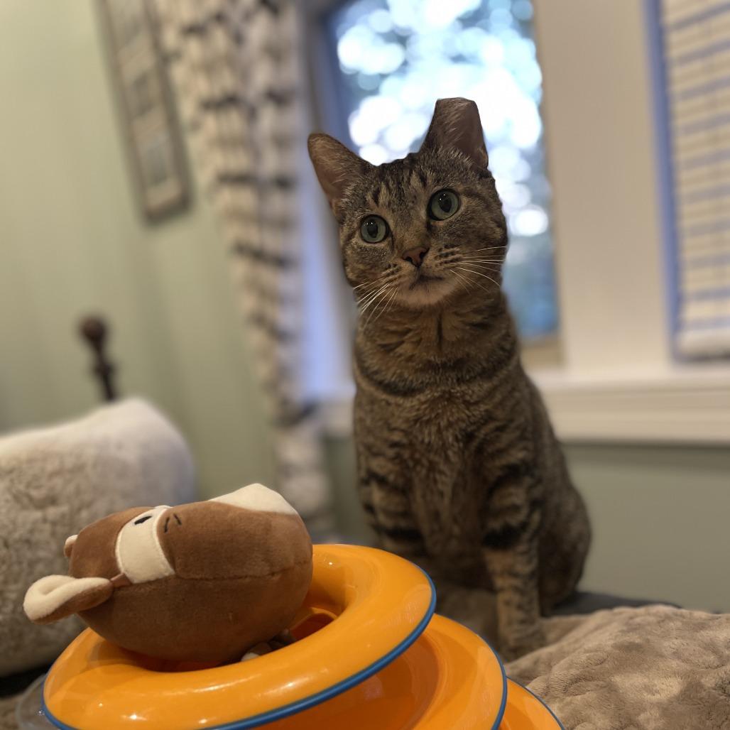 Enlarge Katrina, a Adoptable Domestic Short Hair in Skokie, IL image 4/6