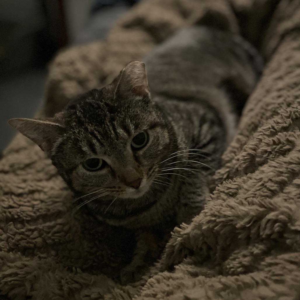 Katrina, a Adoptable Domestic Short Hair in Skokie, IL image 2/3