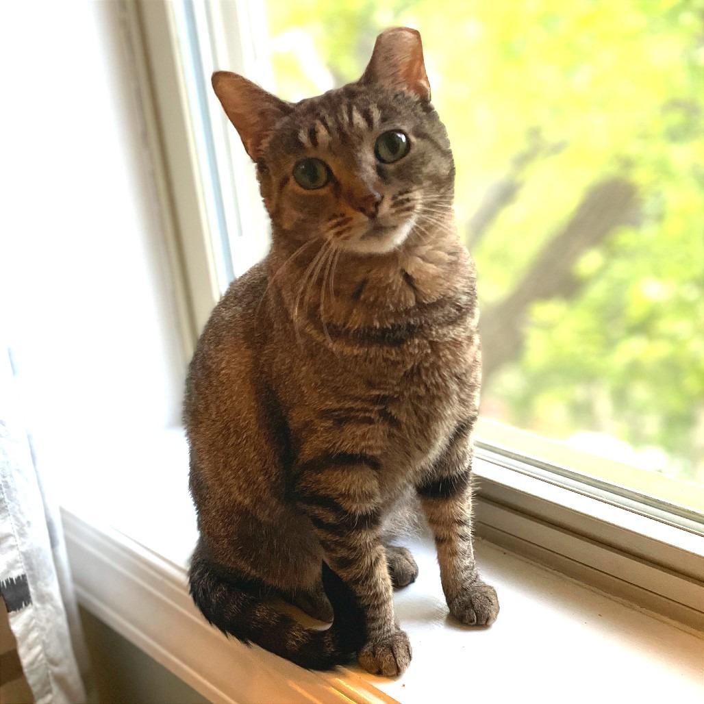 Enlarge Katrina, a Adoptable Domestic Short Hair in Skokie, IL image 4/6