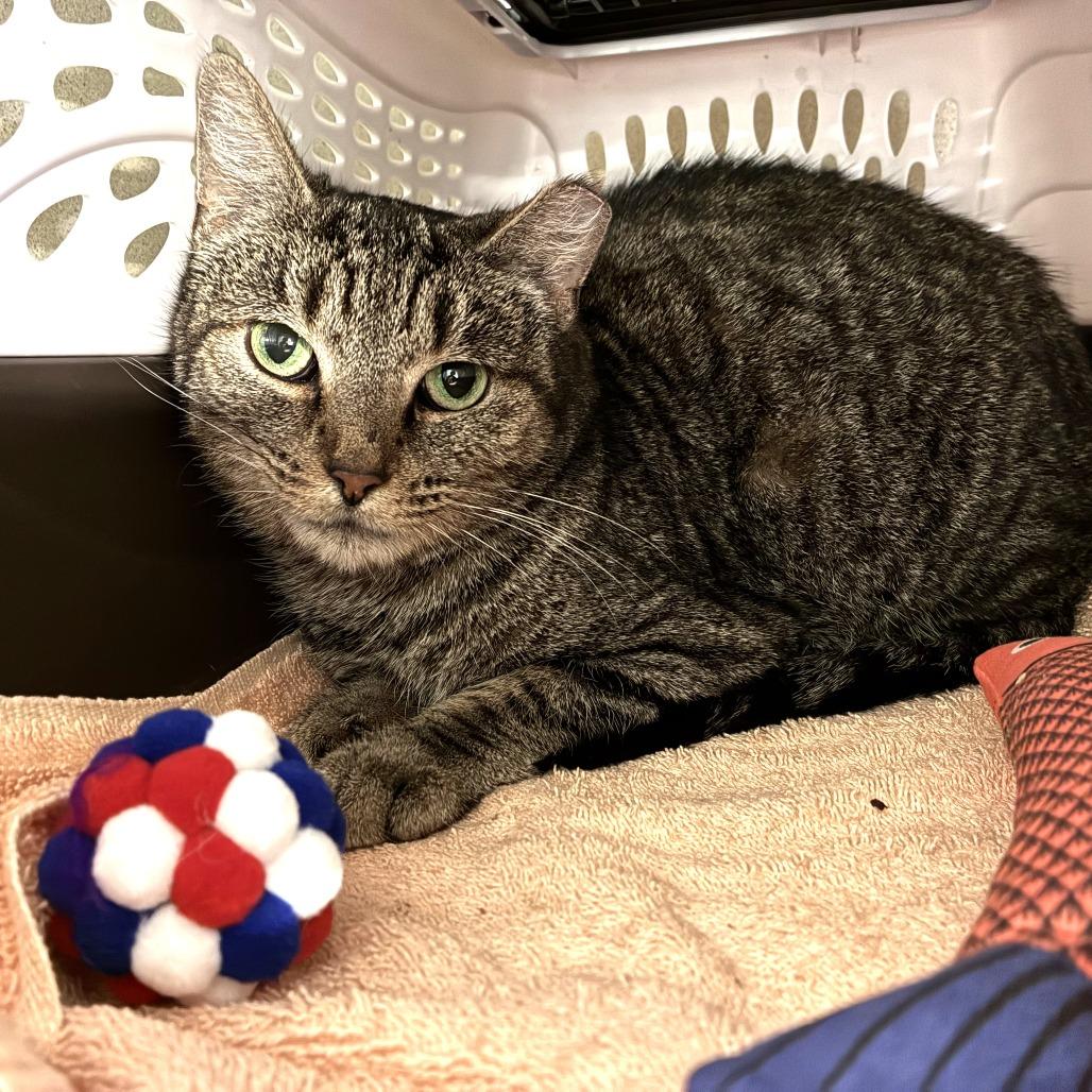 Katrina, a Adoptable Domestic Short Hair in Skokie, IL image 3/3