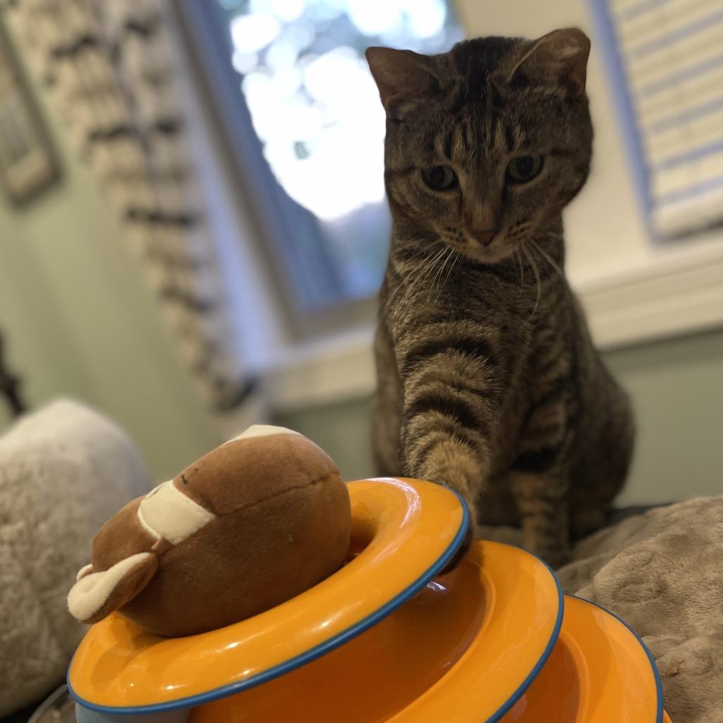 Katrina, a Adoptable Domestic Short Hair in Skokie, IL image 4/6