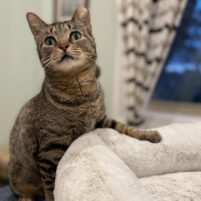 Katrina, a Adoptable Domestic Short Hair in Skokie, IL image 5/6