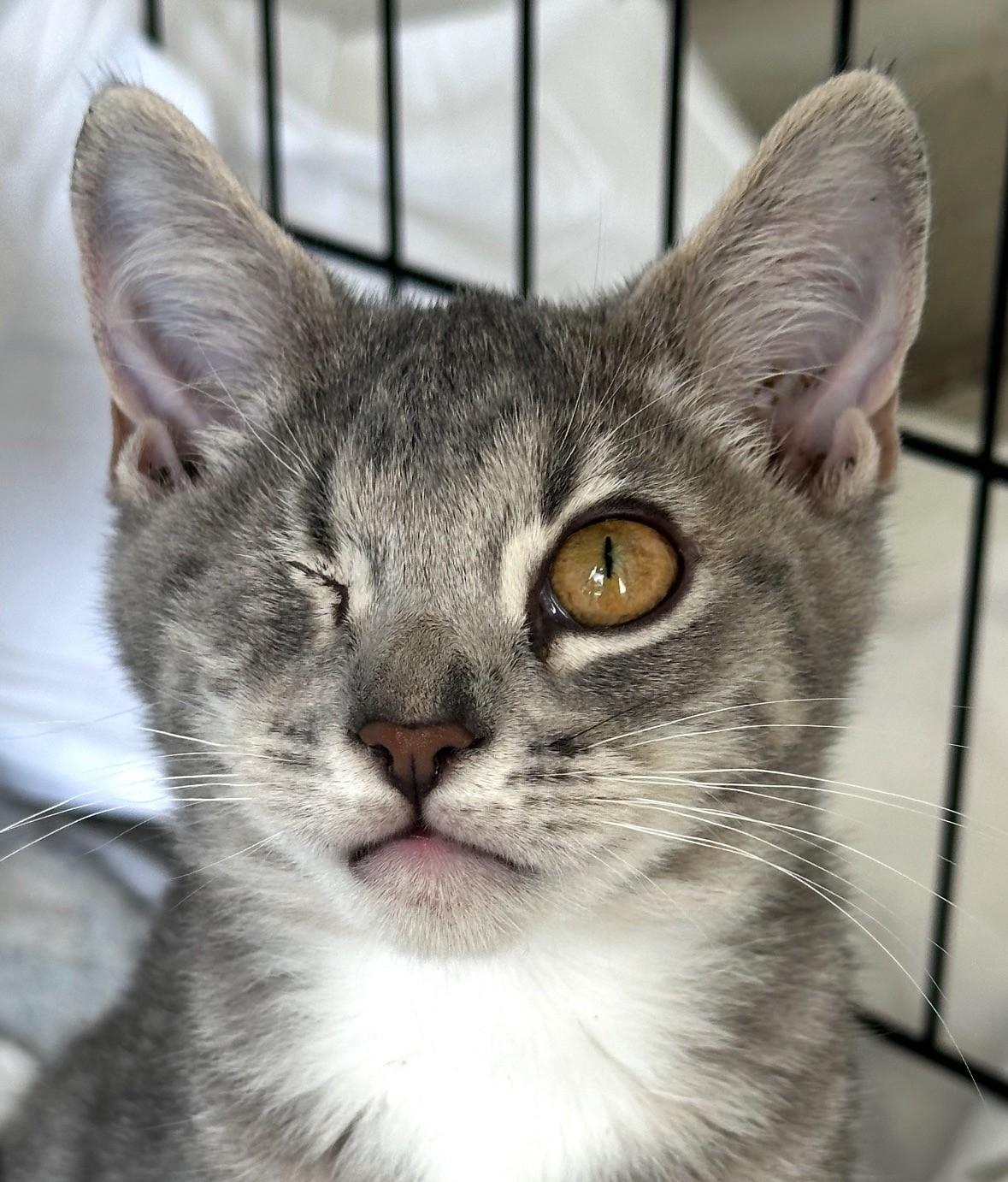 EyeVan, ADOPTABLE, Kitten Male Tabby.