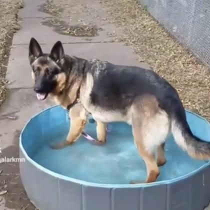 Duke, a Adoptable mixed breed in Hastings, MN image 1/3