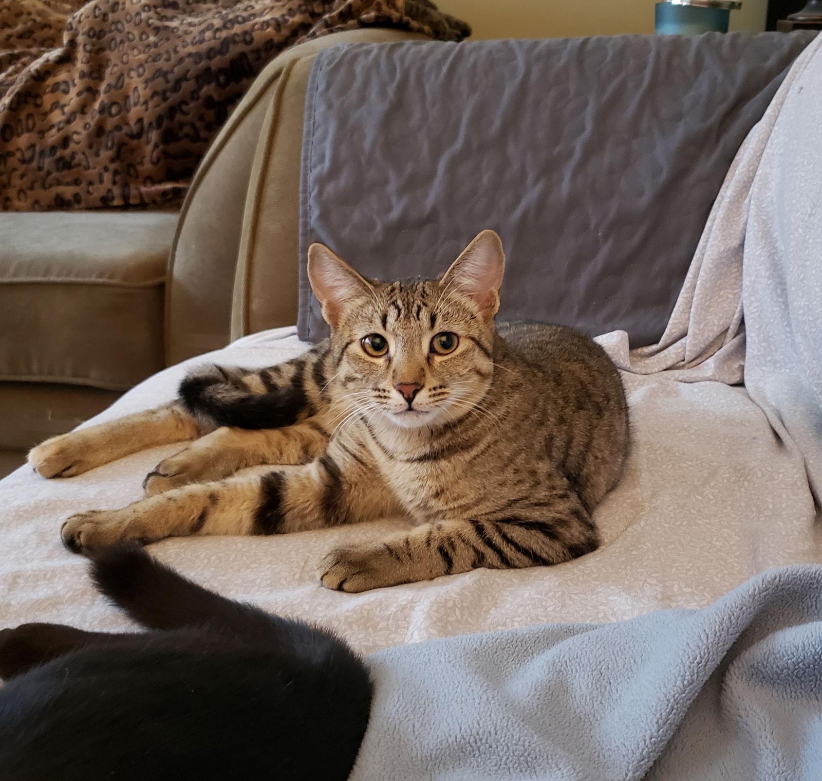 Enlarge Cas, a Adoptable Domestic Short Hair in Cincinnati, OH image 1/3