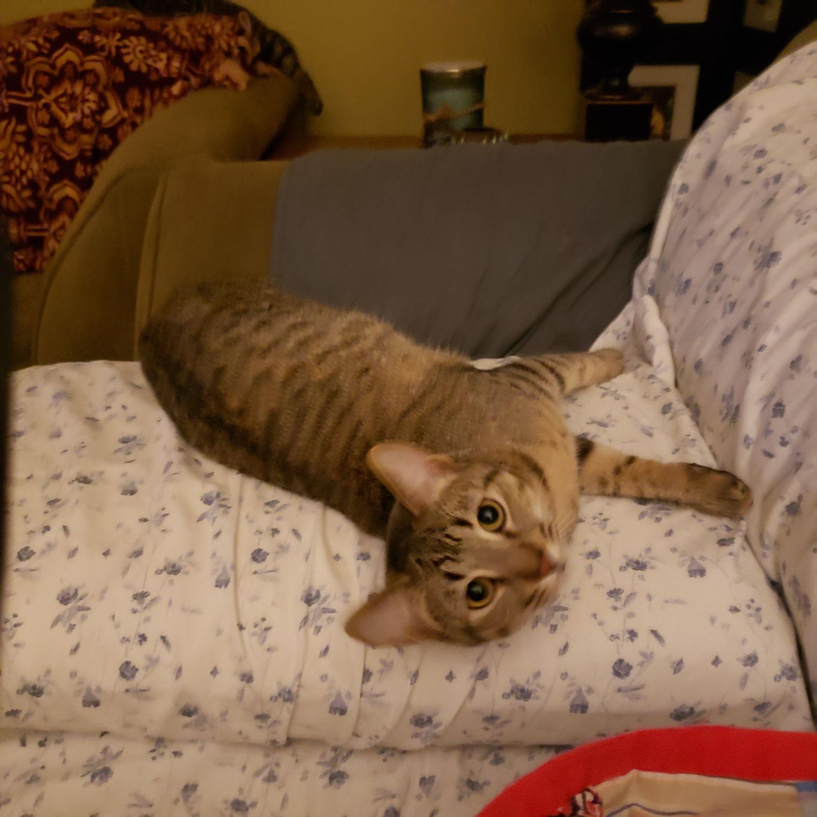 Enlarge Cas, a Adoptable Domestic Short Hair in Cincinnati, OH image 2/3