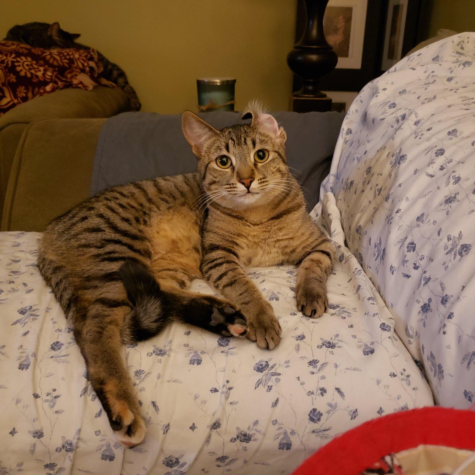 Enlarge Cas, a Adoptable Domestic Short Hair in Cincinnati, OH image 3/3