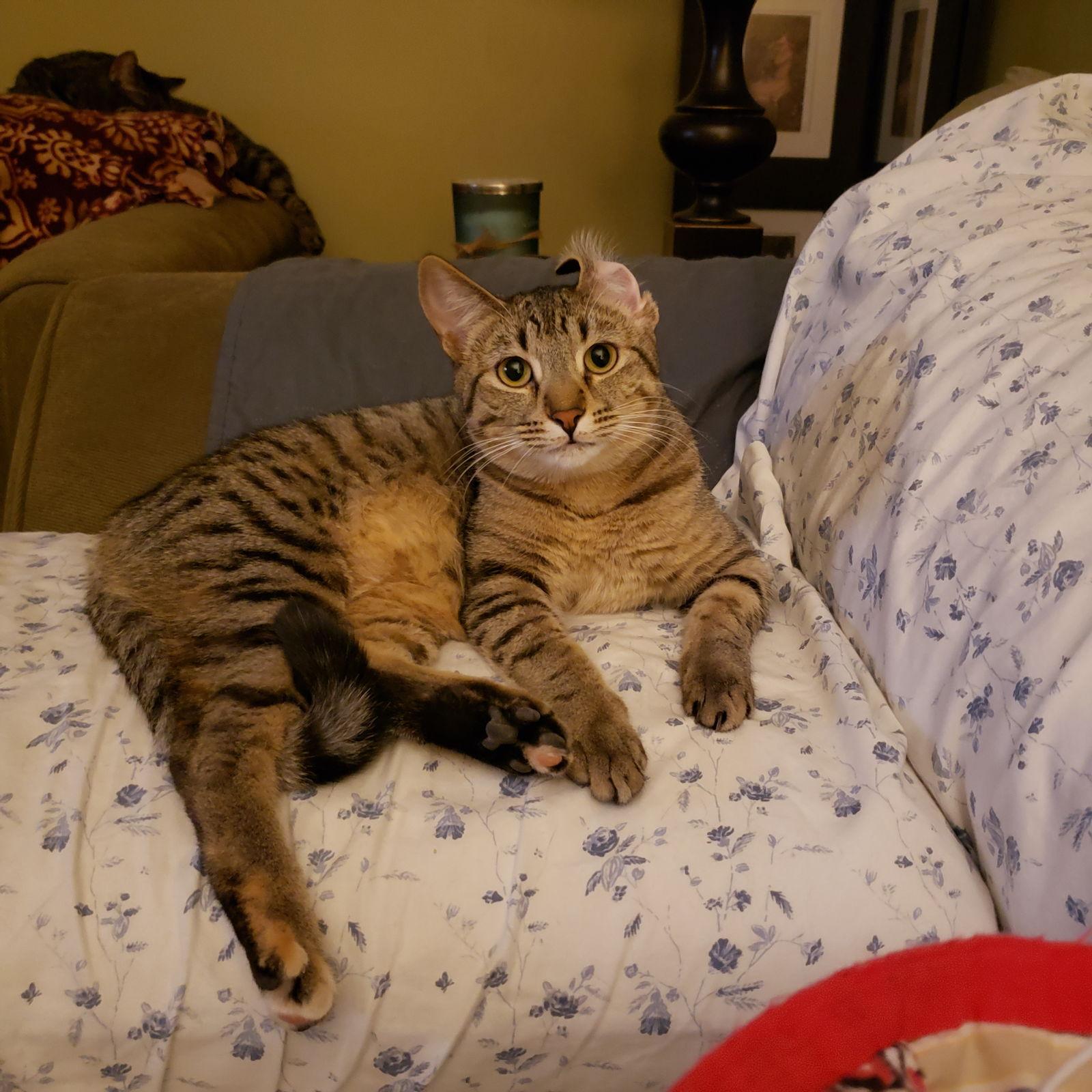 Enlarge Cas, a Adoptable Domestic Short Hair in Cincinnati, OH image 3/3