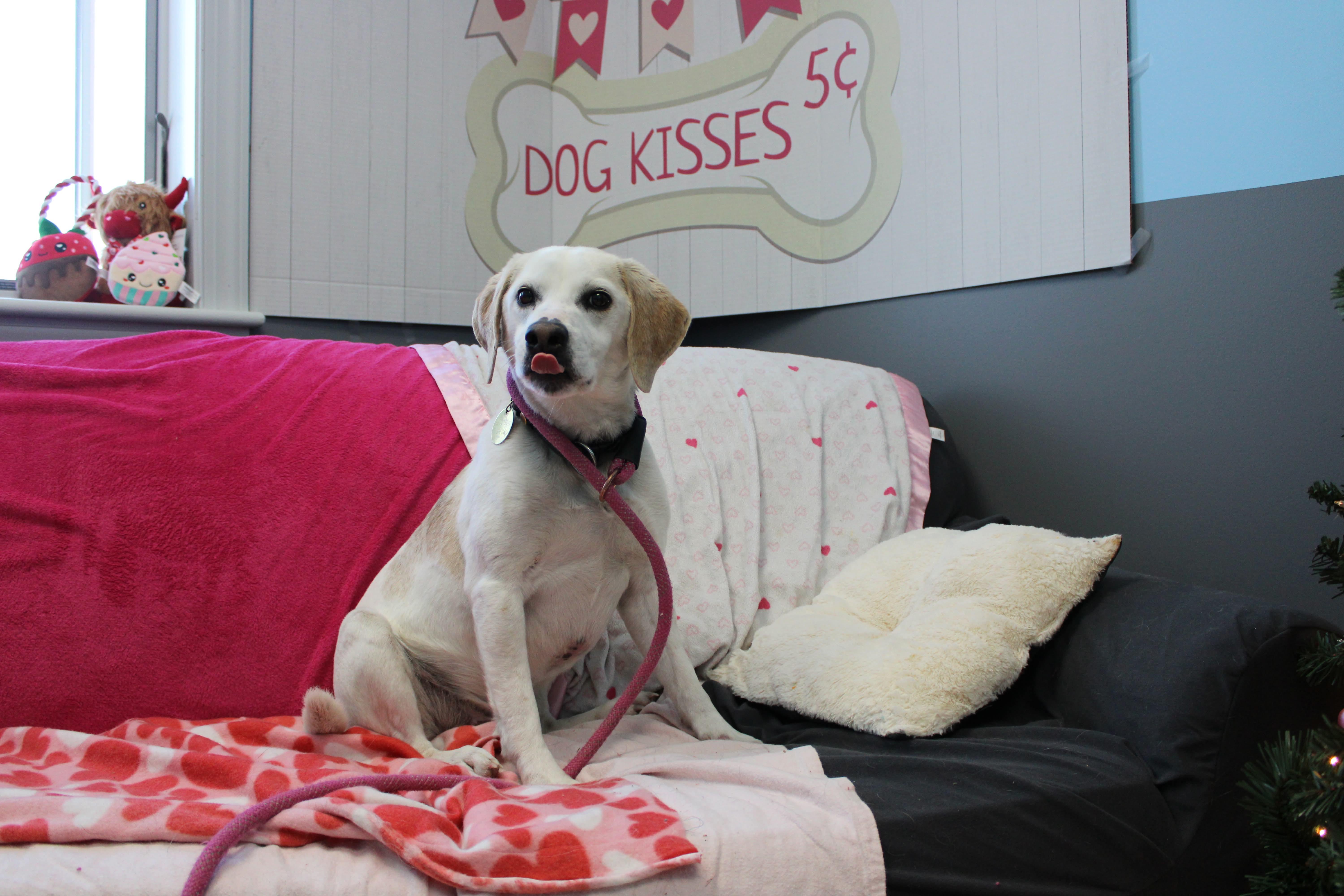Enlarge Bruno, a ADOPTABLE Beagle in Culpeper, VA image 3/4