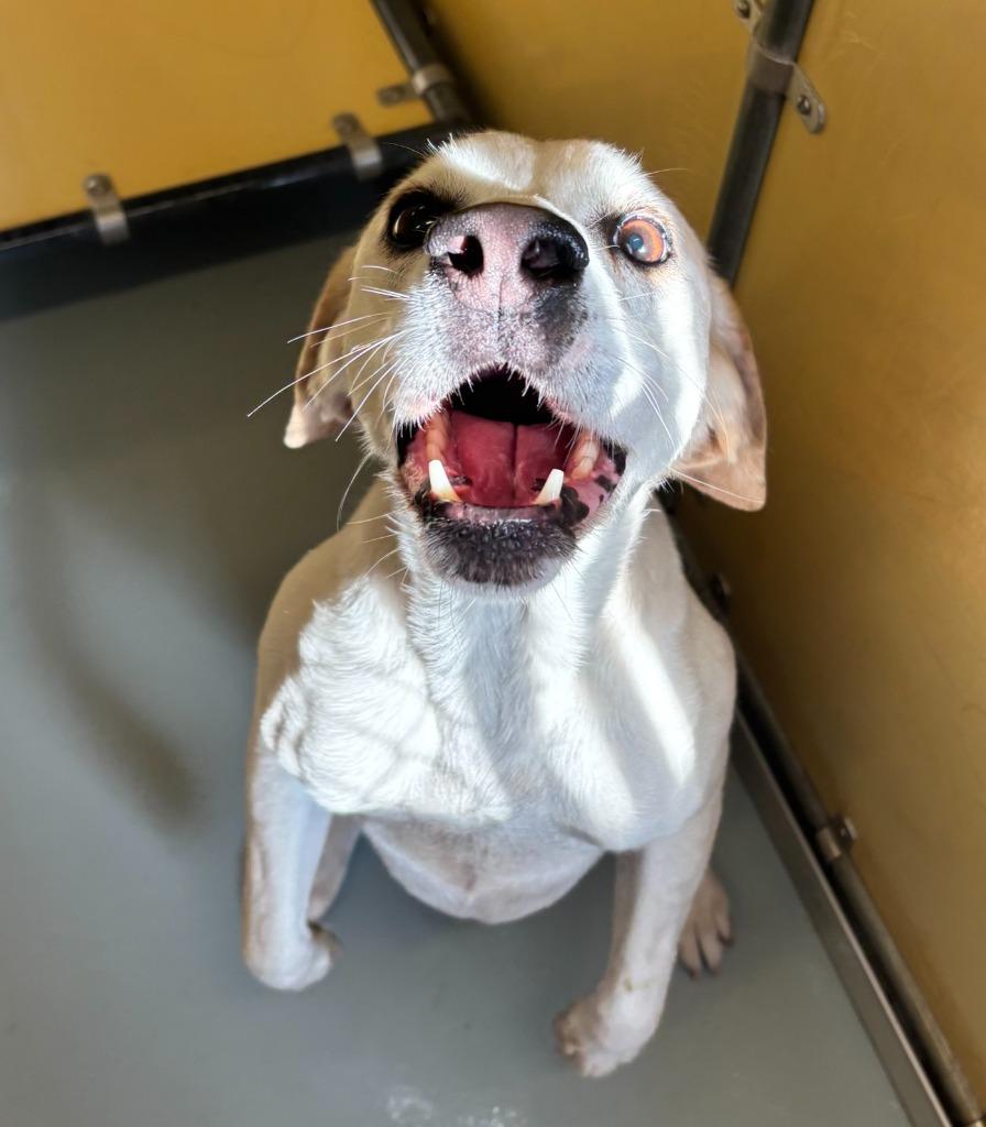 Enlarge Bruno, a ADOPTABLE Beagle in Culpeper, VA image 4/4