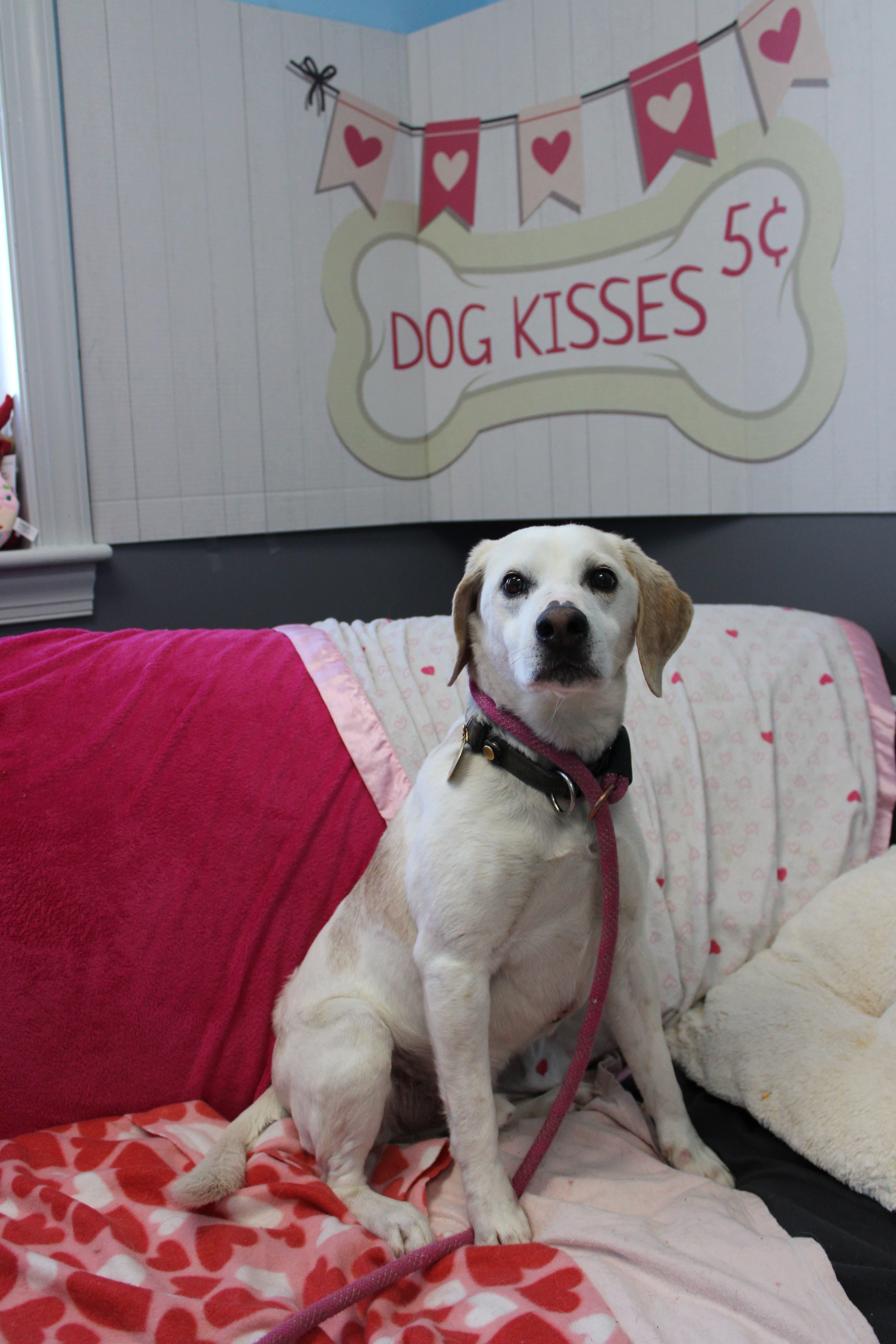 Enlarge Bruno, a ADOPTABLE Beagle in Culpeper, VA image 1/4