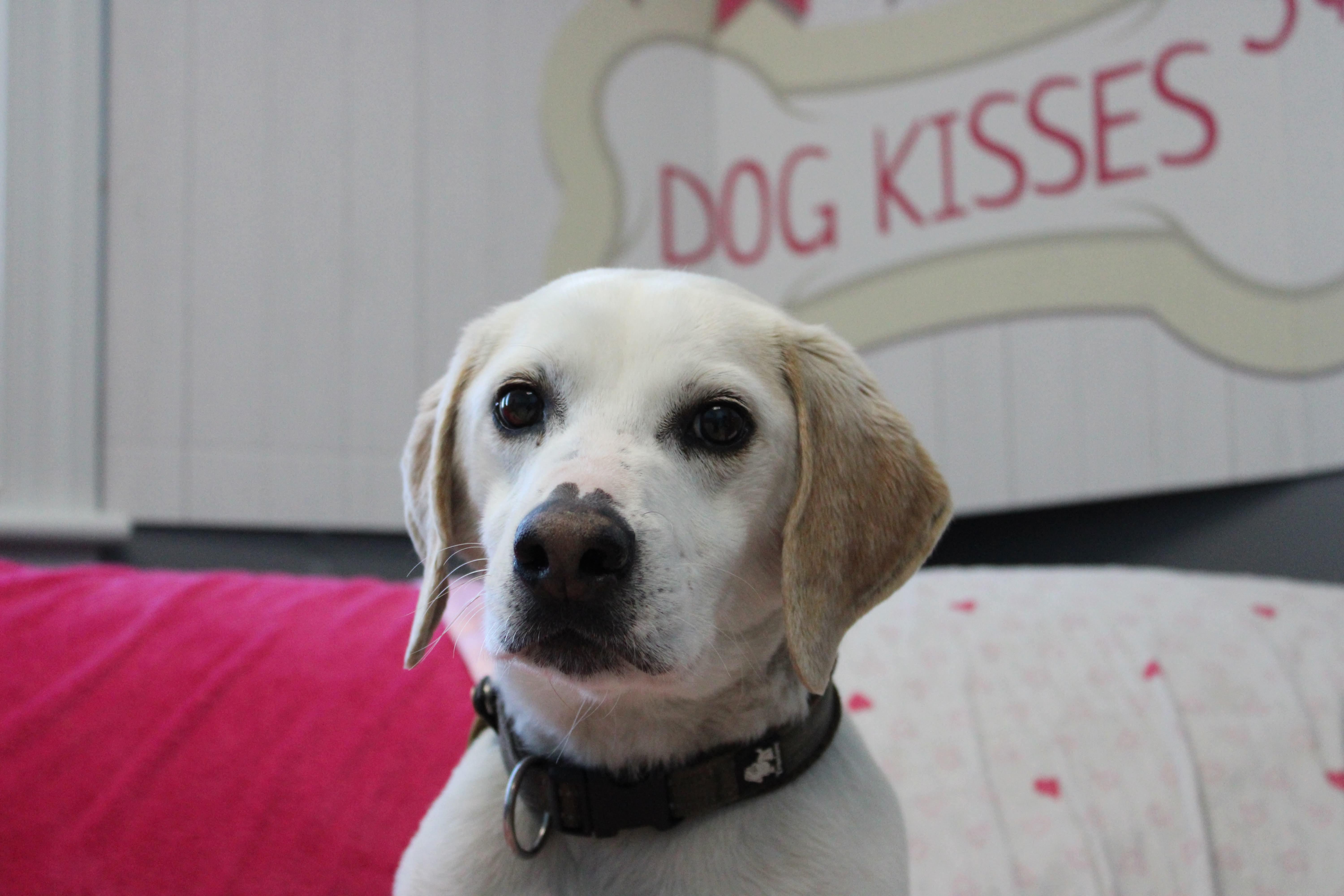 Enlarge Bruno, a ADOPTABLE Beagle in Culpeper, VA image 2/4