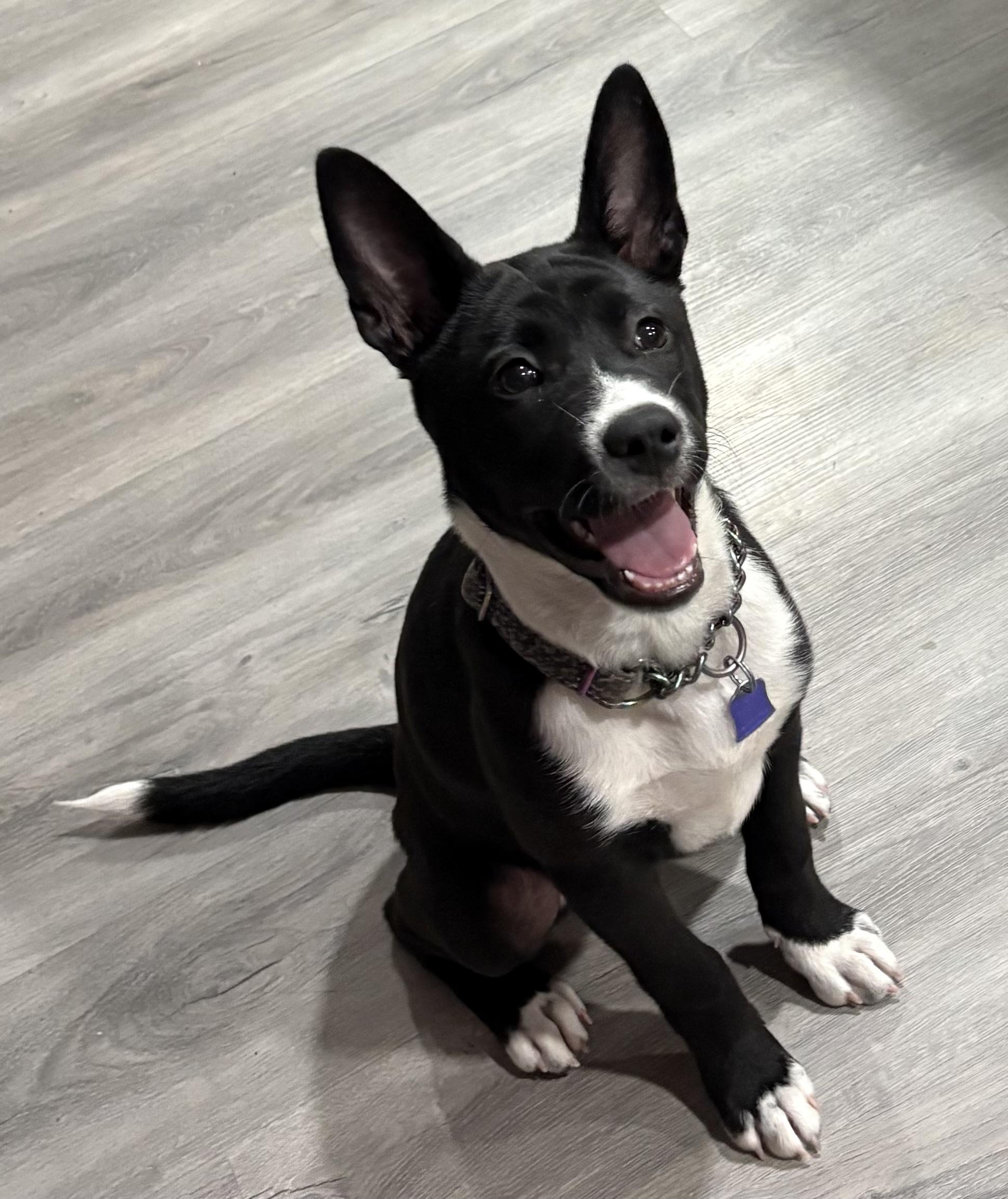 Enlarge Roe, an adopted mixed breed in Gilbert, AZ image 3/5