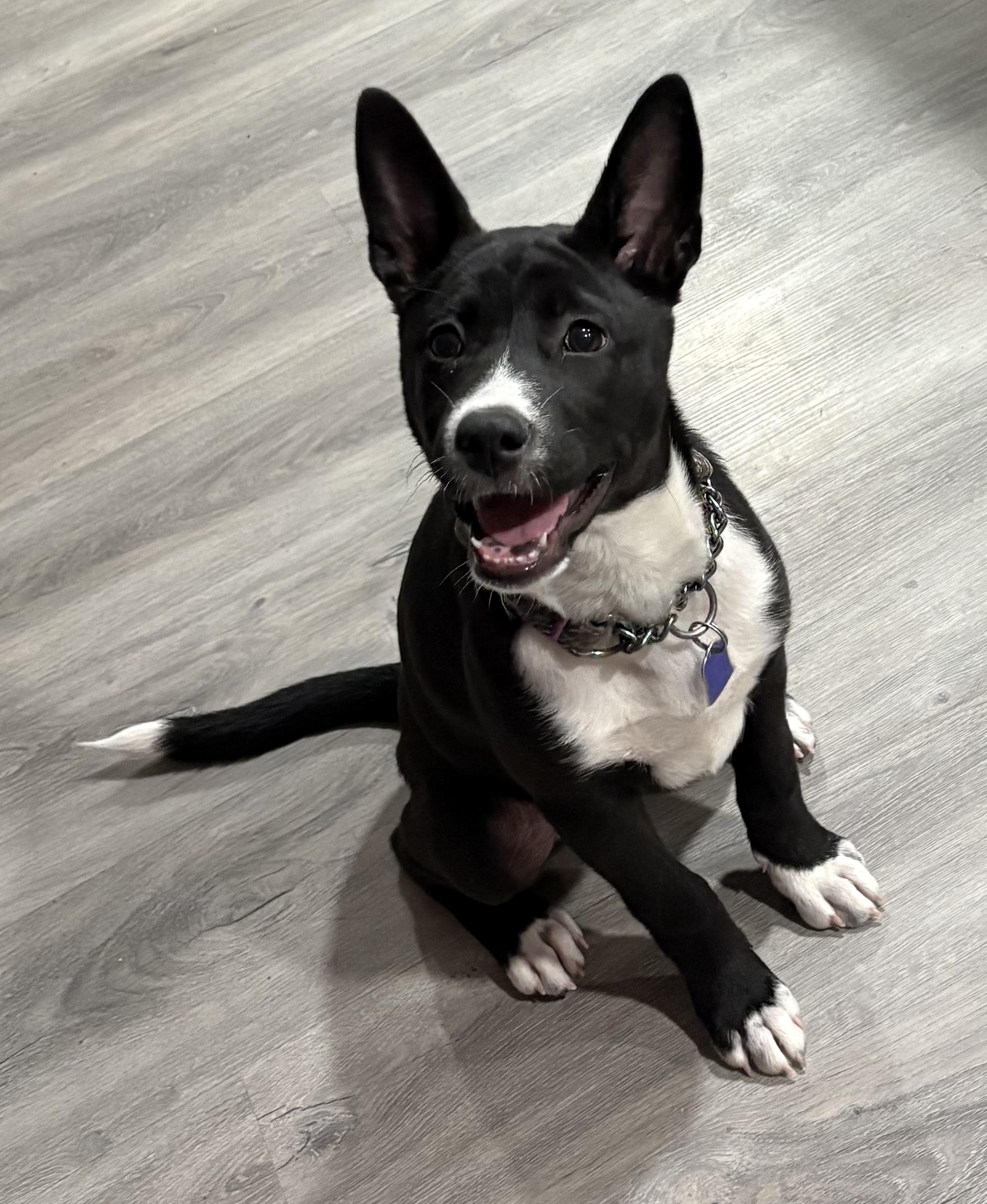 Enlarge Roe, an adopted mixed breed in Gilbert, AZ image 4/5