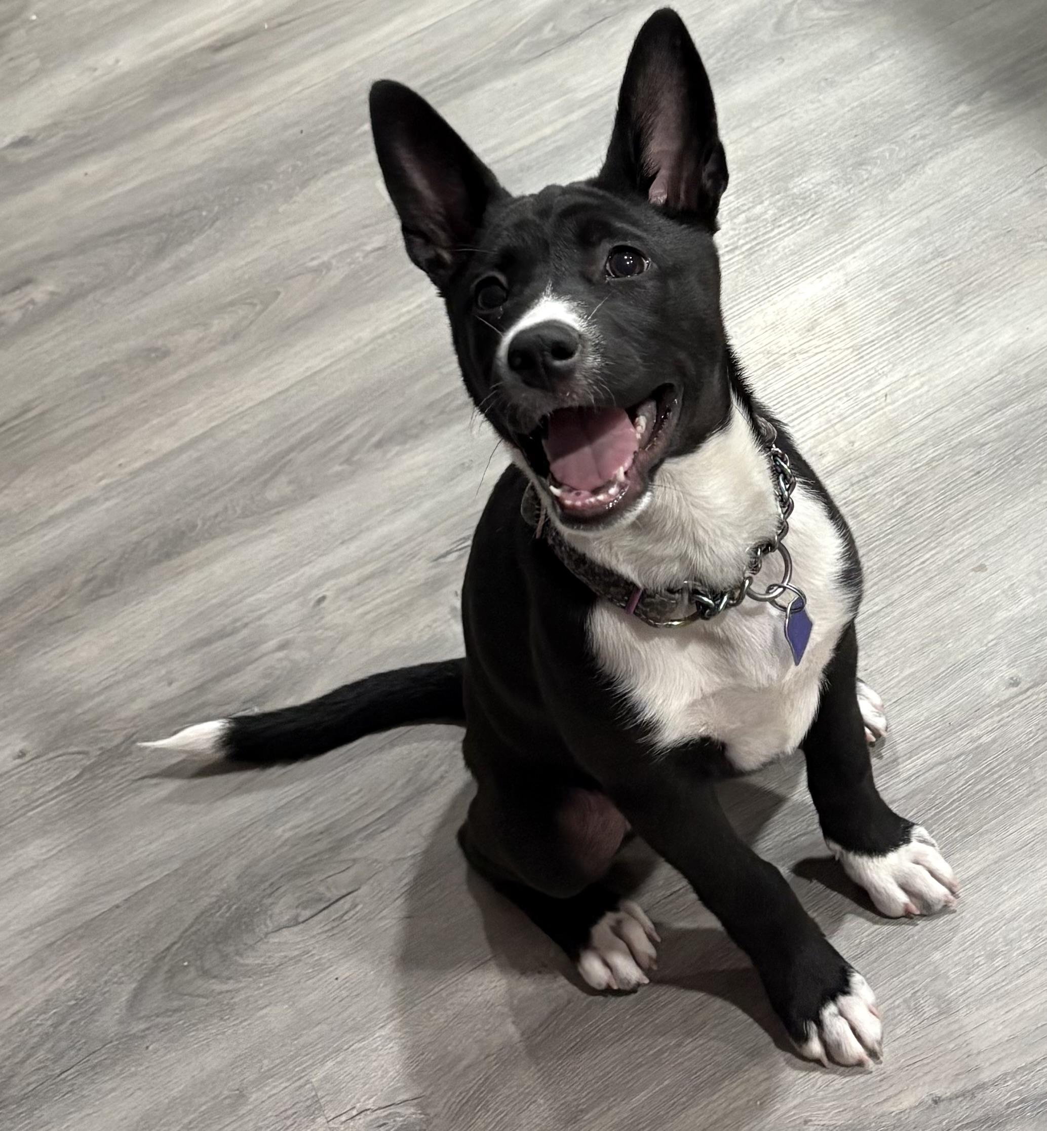 Roe, adopted, Puppy Female Basenji.
