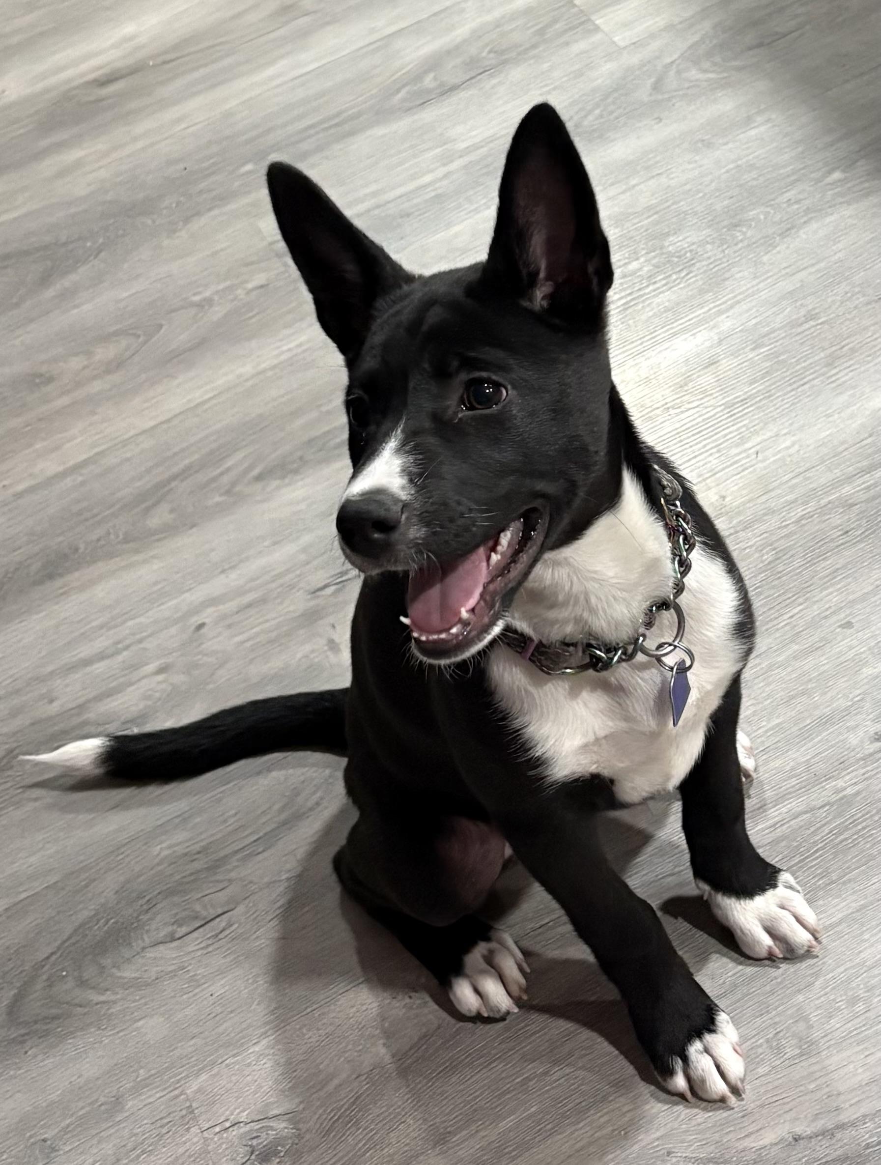 Enlarge Roe, an adopted mixed breed in Gilbert, AZ image 5/5