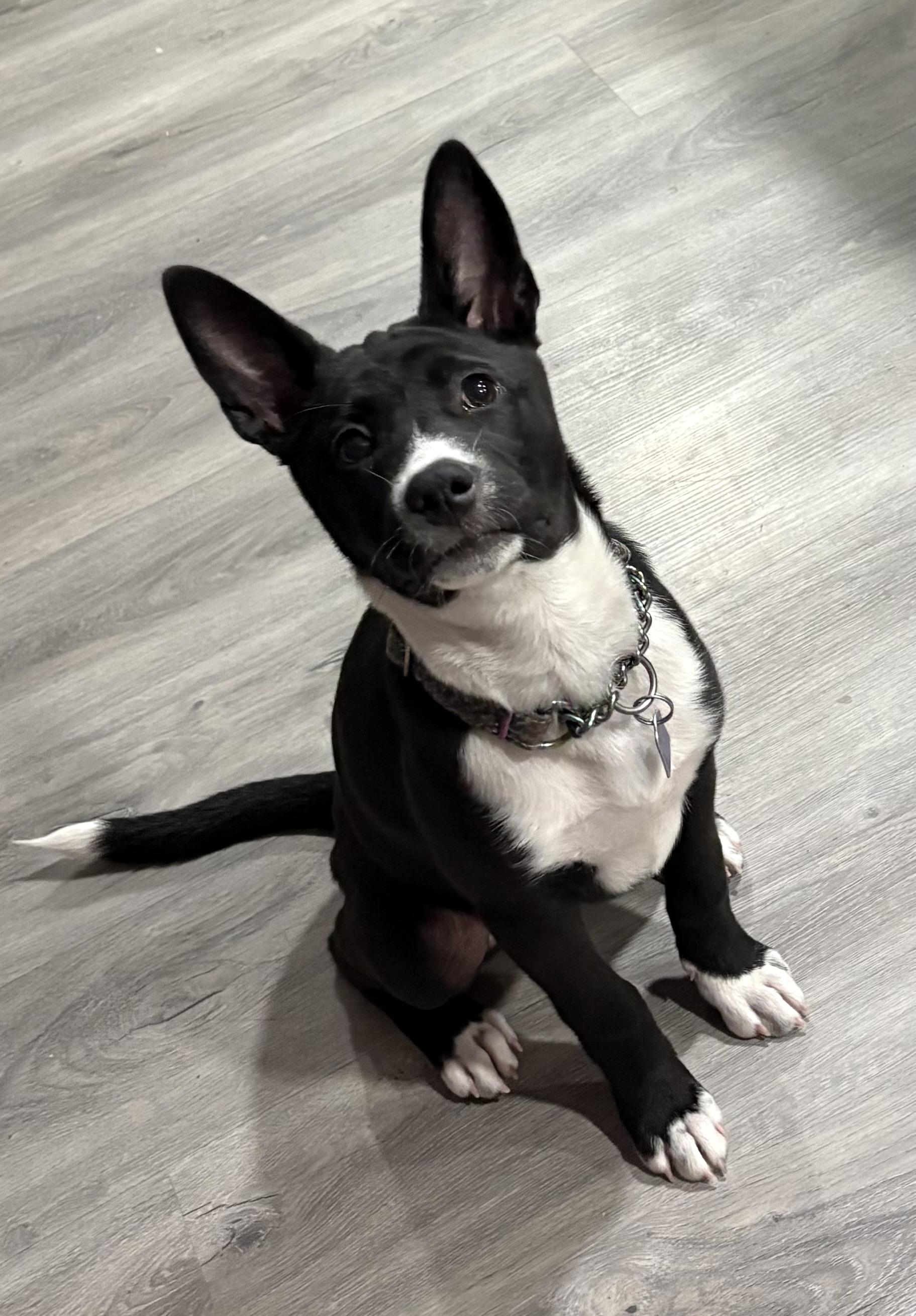 Enlarge Roe, an adopted mixed breed in Gilbert, AZ image 2/5