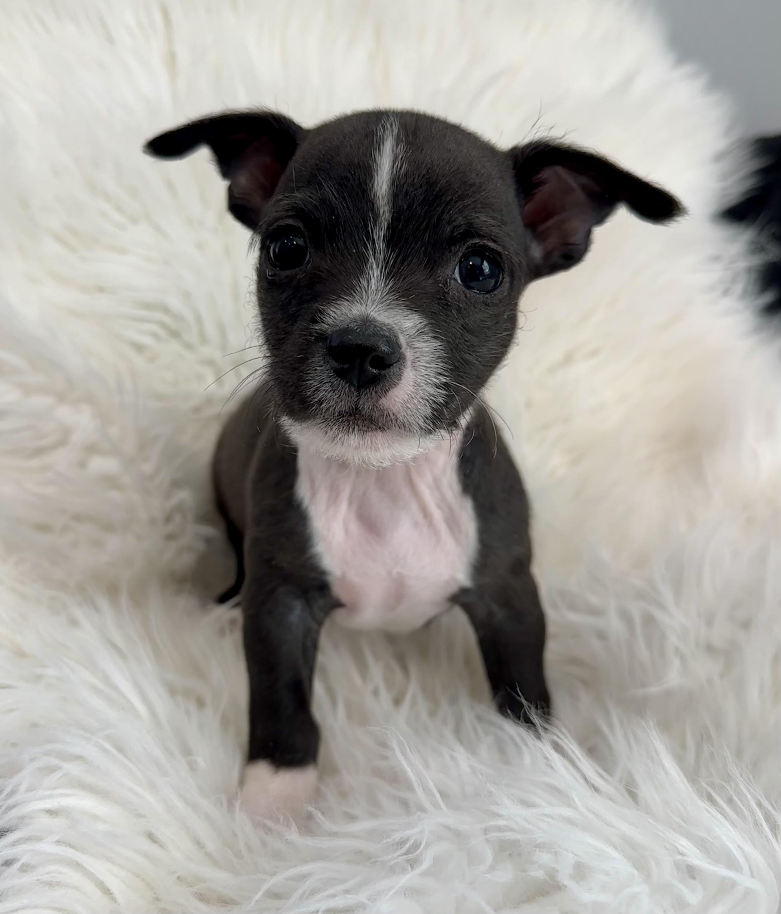 Gonzo, ADOPTABLE, Puppy Male Shih Tzu & Terrier.