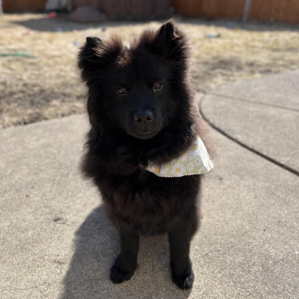 Enlarge Ilona, a Adoptable Chow Chow in Northbrook, IL image 1/6