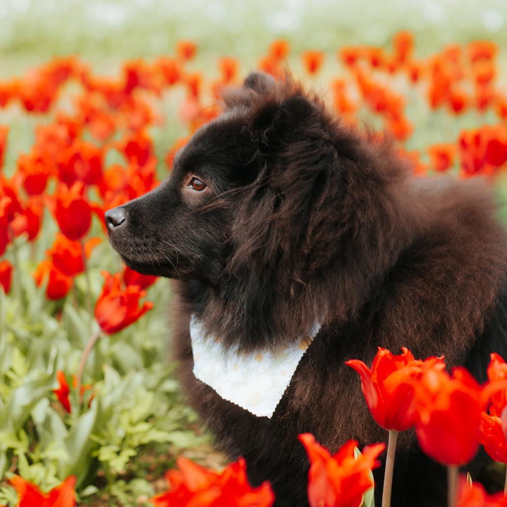 Enlarge Ilona, a Adoptable Chow Chow in Northbrook, IL image 2/6